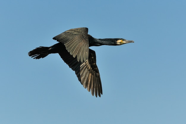 Foto aalscholver tijdens de vlucht