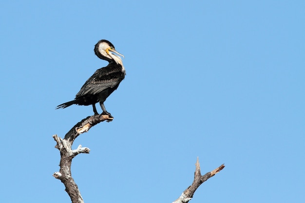 aalscholver vogel zat op een tak boven de hemel