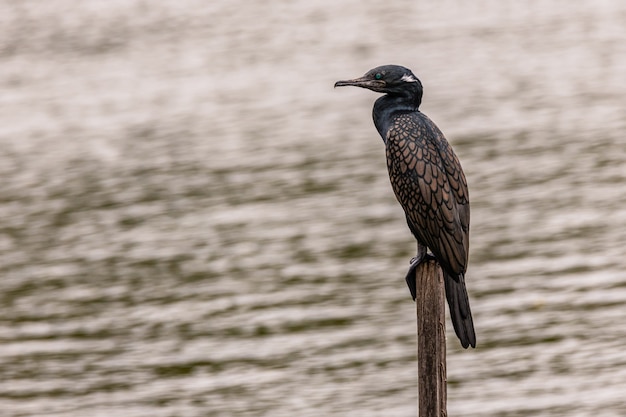 Aalscholver zoekt voedsel op het meer