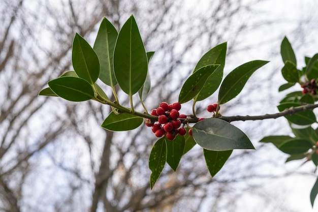 Aan de boom groeit rood fruit Wetenschappelijke naam is Ilex rotunda