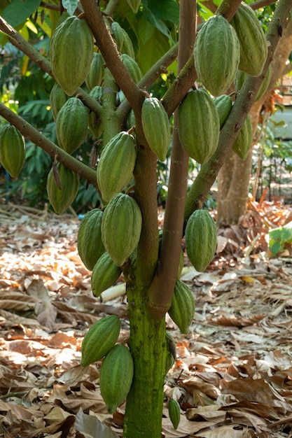 Aan de boom groeit verse cacao. biologische cacaovruchtpeulen in de natuur. theobroma cacao.