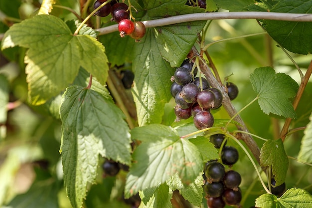 Foto aan de struiken hangen zwarte besbessen