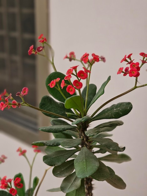 Aan een plafond hangt een plant met roze bloemen.