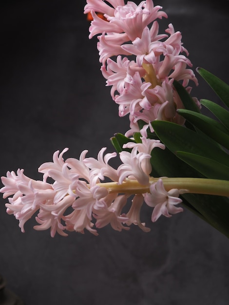 Aan een plant hangt een bosje roze hyacintbloemen.