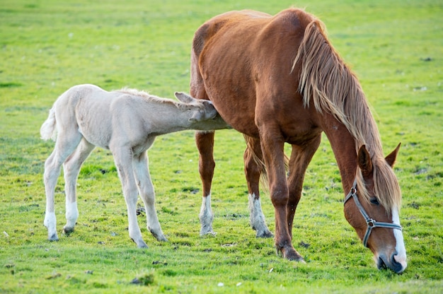 Aanbiddelijk babypaard met zijn moeder die groen gras eet