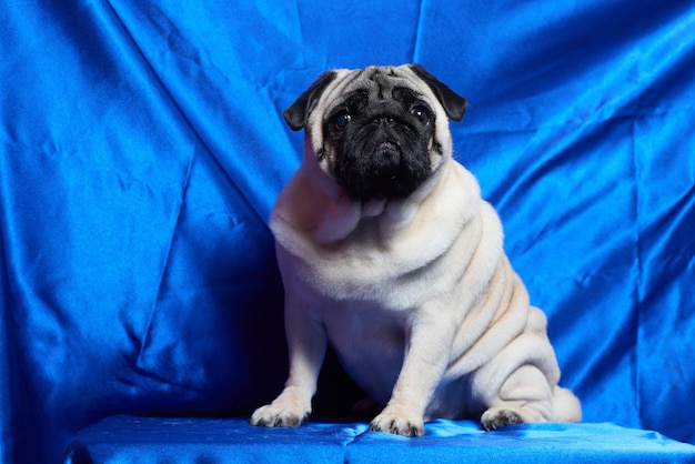 Aanbiddelijk hondenras dat een boos gezicht en een serieus gezicht maakt op een blauwe achtergrond, Pug Rasechte Hond Concept.