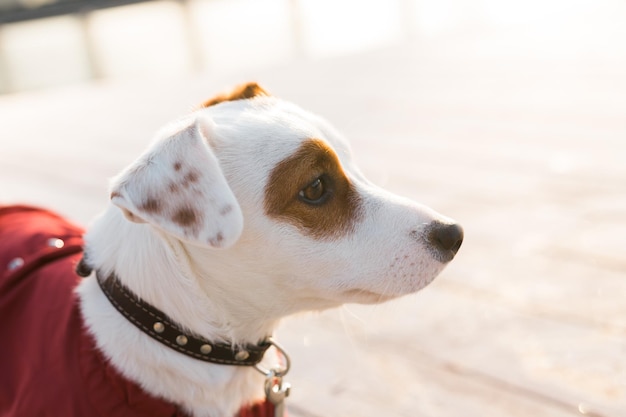 Aanbiddelijk jack russell terrier buitenshuis portret van een kleine hond