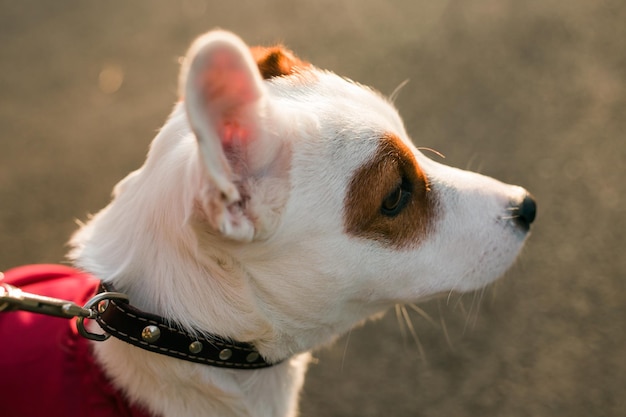 Aanbiddelijk jack russell terrier buitenshuis portret van een kleine hond