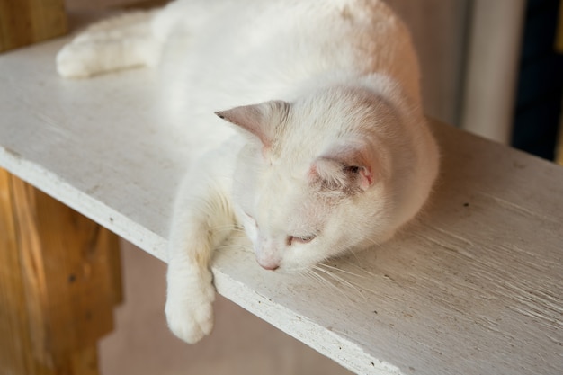 Aanbiddelijk kat- of kittenhuisdier met witte kleurbont die op hout ligt met schattige ogen en oren, close-up