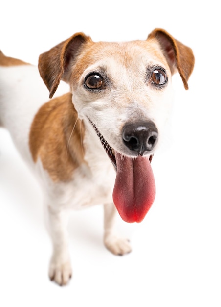 Foto aanbiddelijk klein hond jack russell-terriërportret. huisdier camera kijken en glimlachen. gelukkige hond op wie