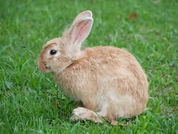 Aanbiddelijk Leuk Bruin Konijn op groen gras