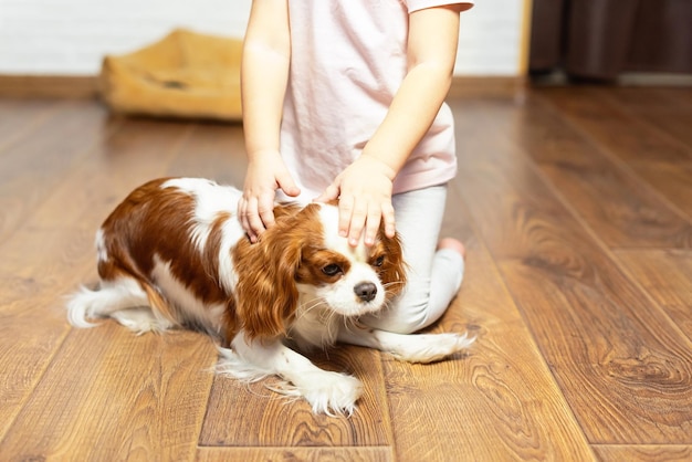 Aanbiddelijk meisje met puppy dat thuis speelt. Kind met hondje binnen. Het beste en vriendelijkste huisdier voor kinderen en gezinnen, liefde voor huisdieren, liefde voor honden, speciale relatie met het huisdier