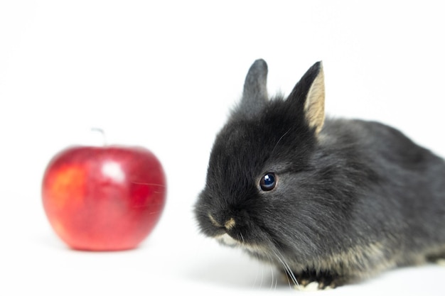 Aanbiddelijk Mooi konijntje grijs konijn met rode appels op witte achtergrond Dierlijk voedselconcept