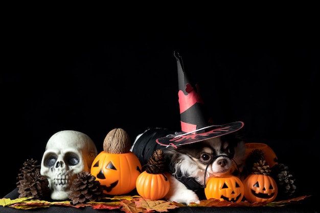 Aanbiddelijke chihuahuahond die een Halloween-heksenhoed draagt en een pompoen op donkere achtergrond houdt. Fijne Halloween-dag.