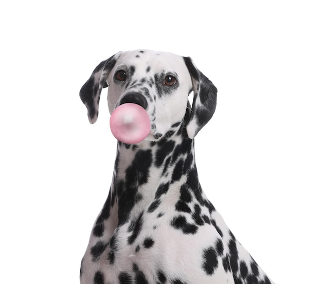 Aanbiddelijke Dalmatische hond die kauwgom op witte achtergrond blaast