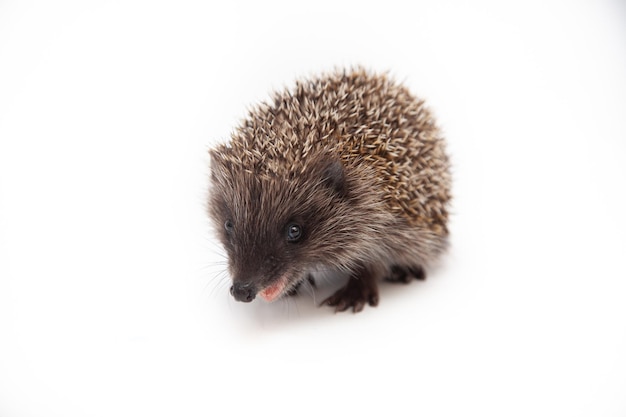 Foto aanbiddelijke europese egel over gelukkig op witte studioachtergrond