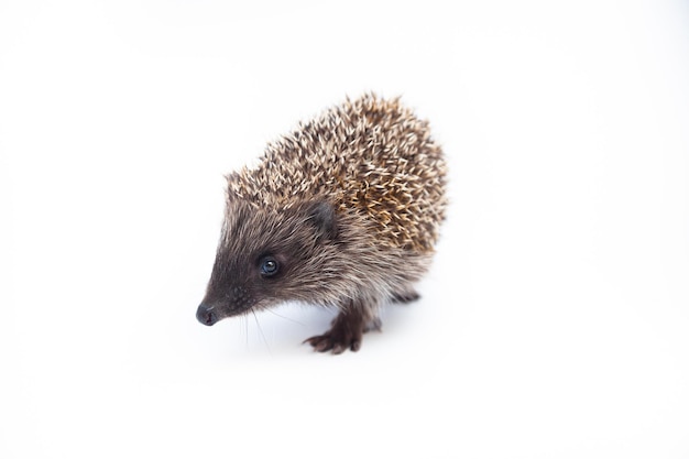 Foto aanbiddelijke europese egel over gelukkig op witte studioachtergrond