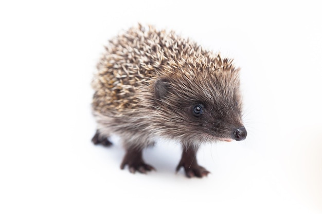 Foto aanbiddelijke europese egel over gelukkig op witte studioachtergrond