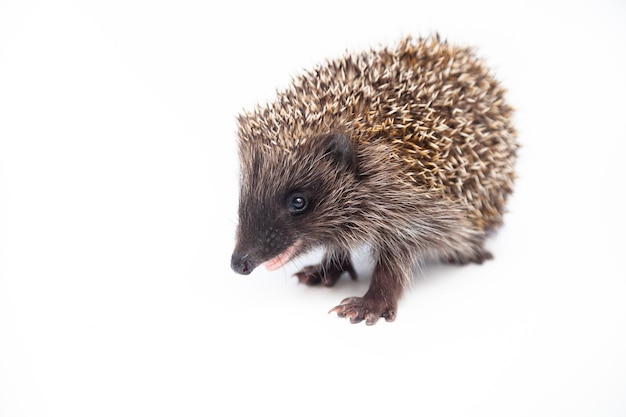 Foto aanbiddelijke europese egel over gelukkig op witte studioachtergrond