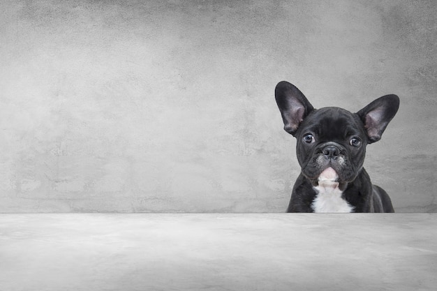 Foto aanbiddelijke franse buldog, portret van een puppy leuk van achter cementachtergrond.