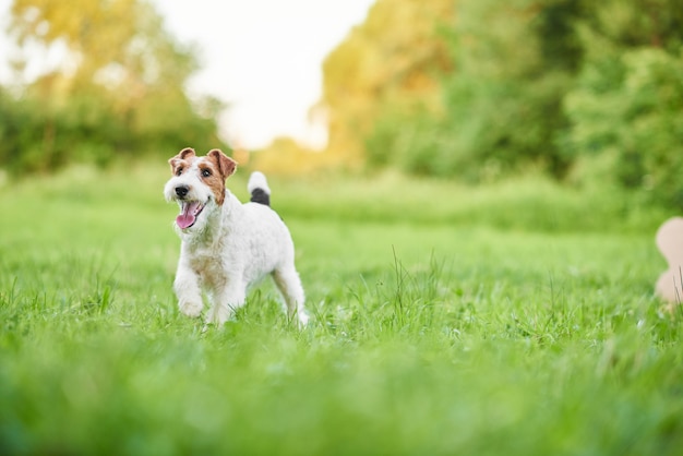 Aanbiddelijke gelukkige foxterriërhond bij het park nieuwjaar greetin