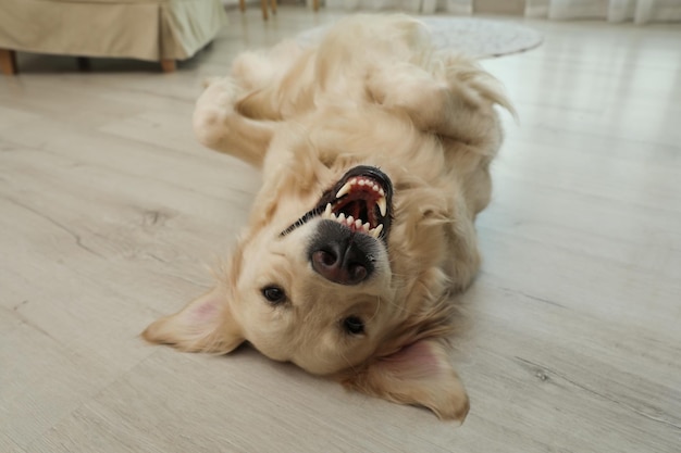 Aanbiddelijke Golden Retriever-hond die binnen op vloer ligt