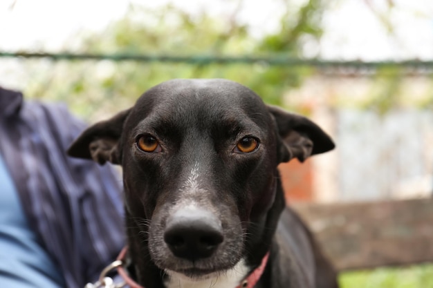 Aanbiddelijke hond in openlucht op zonnige dagclose-up