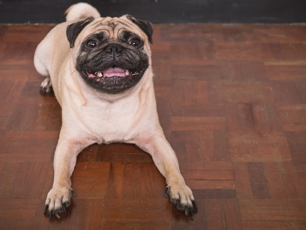 Aanbiddelijke pug hond liggend op vloer thuis, 3 éénjarige, die de camera bekijkt