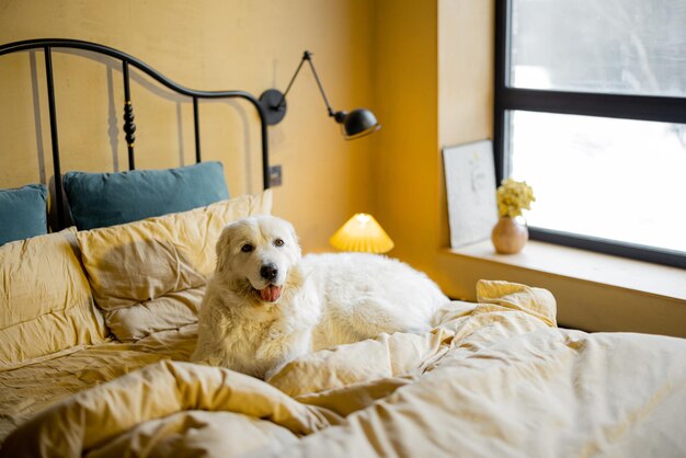 Foto aanbiddelijke witte hond die op bed ligt
