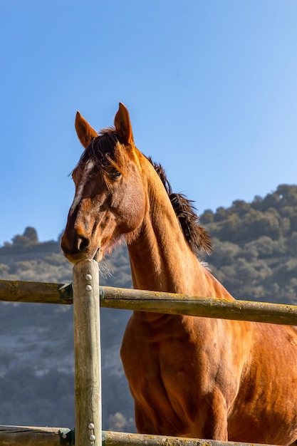 Aandachtig bruin paard met opgeheven oren in paardrijden