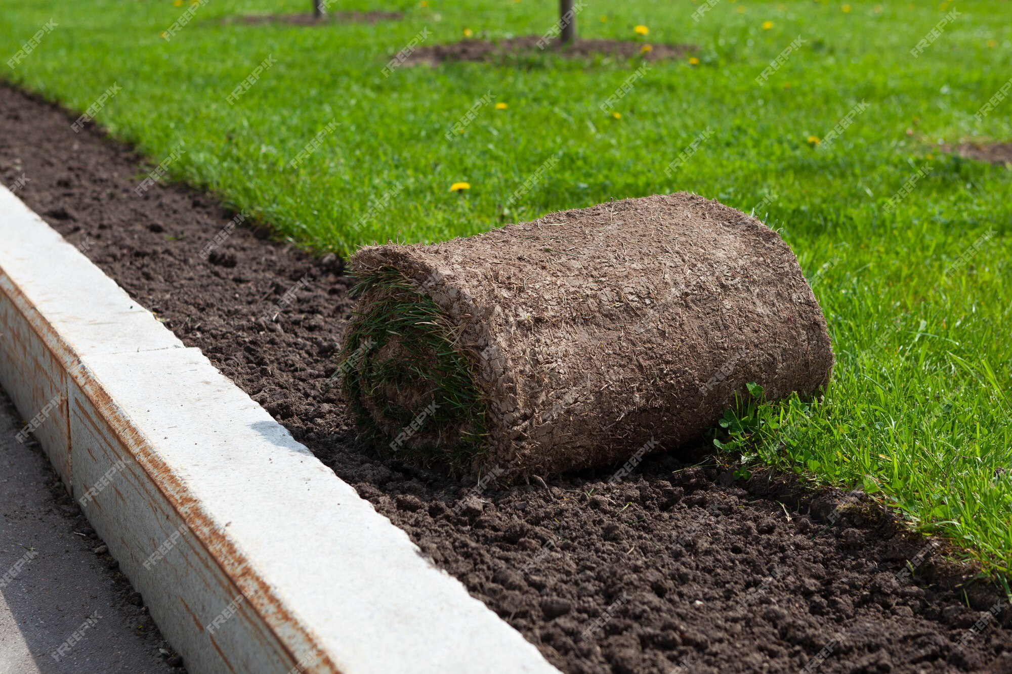 Aan boord Ga wandelen excuus Aanleggen van graszodenrollen of grasmatten in het park smalle strook langs  de stoeprand | Premium Foto