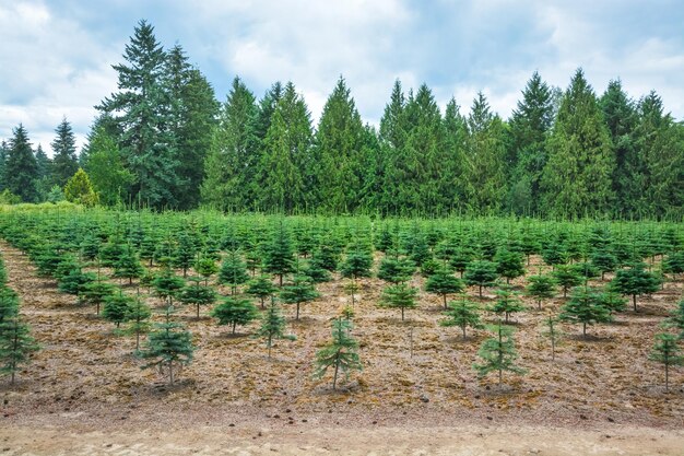 Aanplant van dennenbomen langs de weg