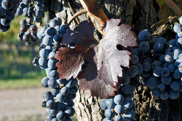 aanplant van druiven voor de productie van wijn cabernet sauvignon en malbec