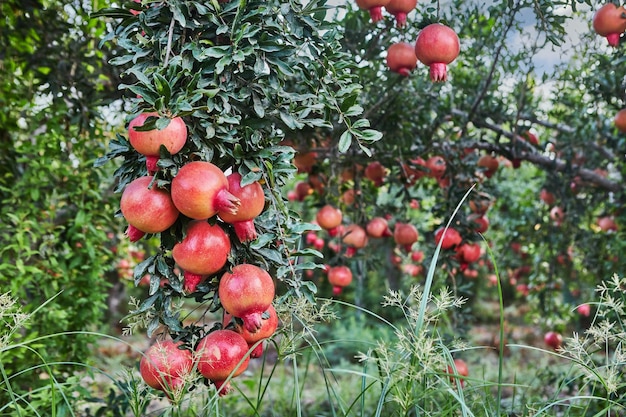 Aanplant van granaatappelbomen in oogstseizoen geweldig fruit voor Rosj Hasjana