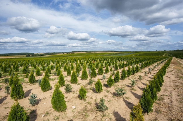 Aanplant van jonge coniferen in kas met veel planten