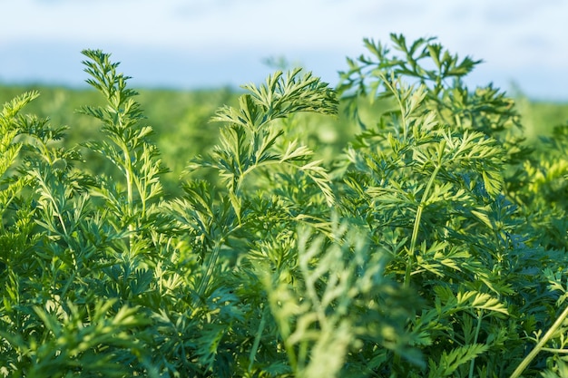 Aanplant van jonge wortelen in kas met veel planten