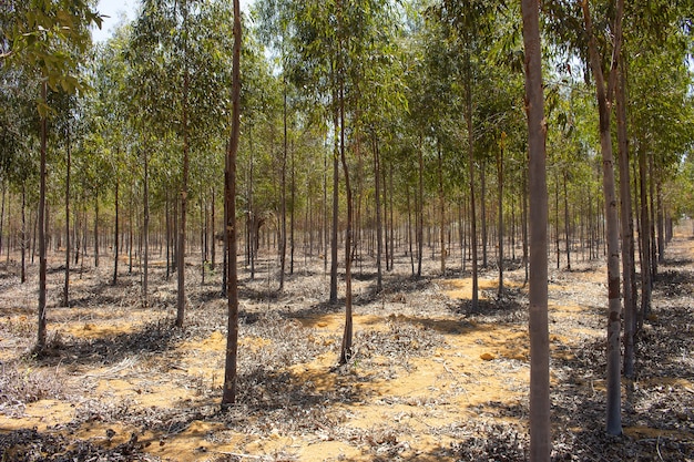 Aanplanting van eucaliptusboom op een zonnige dag