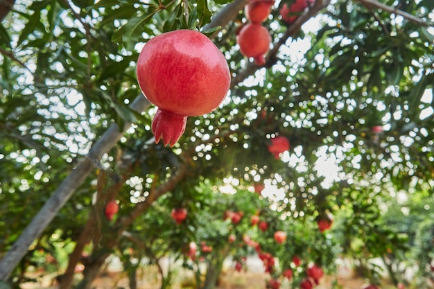 Aanplanting van granaatappelbomen in het oogstseizoen in de stralen van de dageraadzon geweldig fruit voor rosj hasjana