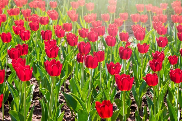 Aanplanting van rode tulpen op een zonnige dag. Bloem achtergrond van rode tulips_