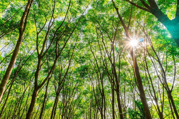 Aanplantingsboomrubber of latexboomrubber in zuidelijk Thailand