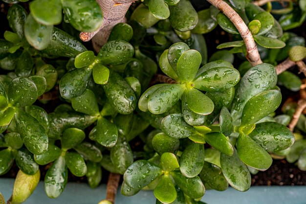 Foto aantal bladeren van de jadeplant gevuld met waterdruppels