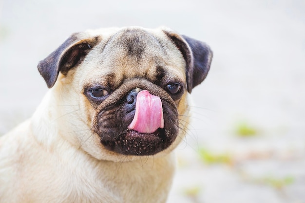 Aantrekkelijke schattige puppy van bulldog likt lippen en neus met tong