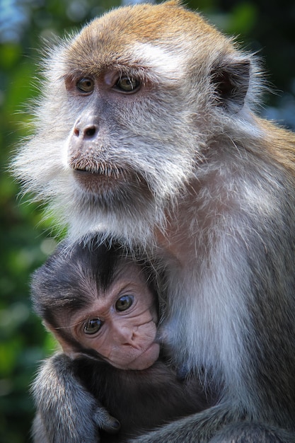 aap baby zoog op zijn moeder