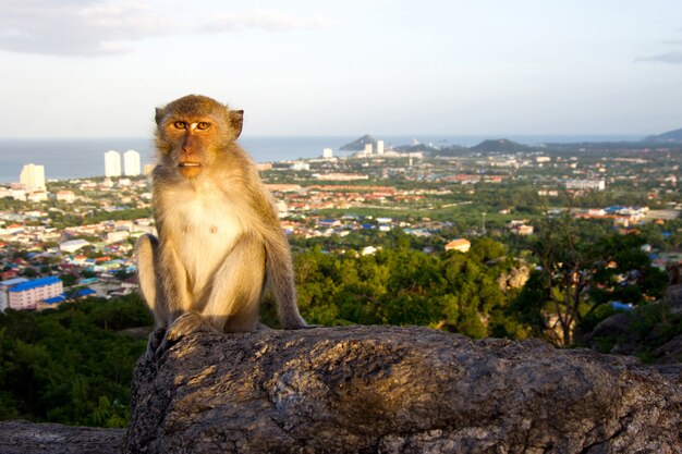 aap bij huahin