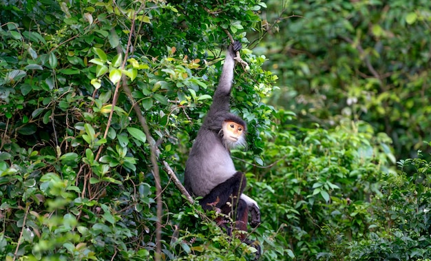 Foto aap die aan een boomtak hangt foto