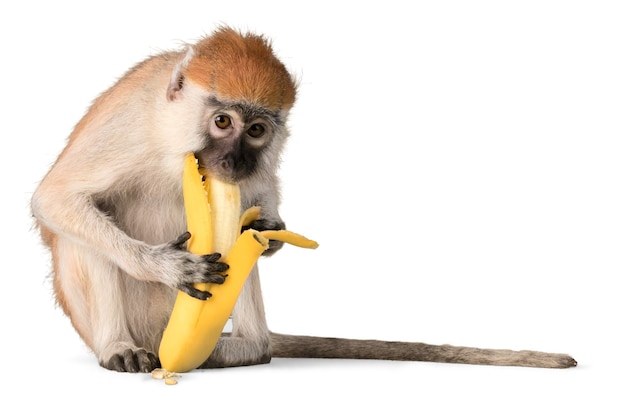 Aap die banaan eet - geïsoleerd