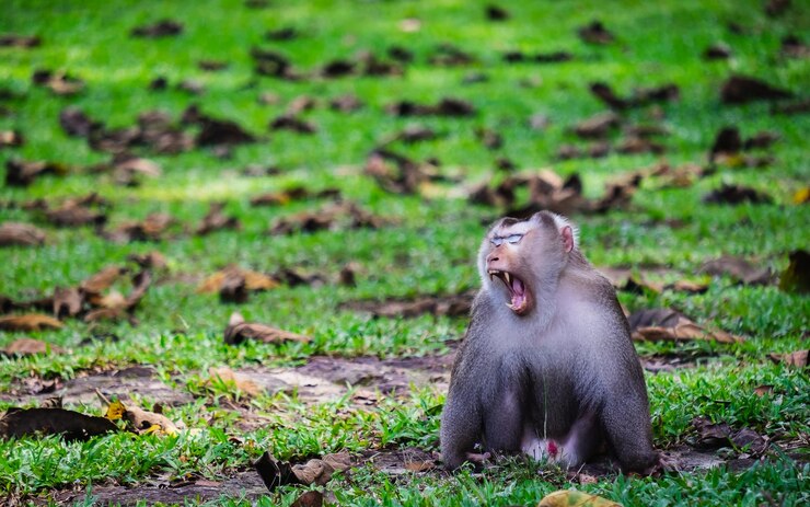 Foto aap die gaapt terwijl hij op het grasveld zit