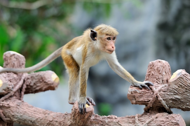 Aap in de levende natuur. land van sri lanka