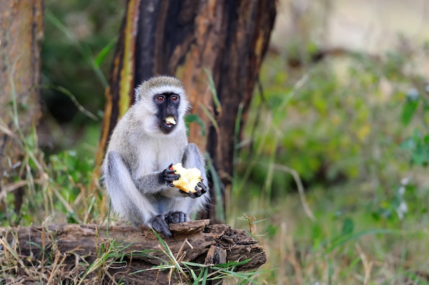 Aap in het nationale park van Kenia