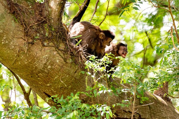 Aap kapucijnaap in een bos in Brazilië tussen bomen in selectieve aandacht voor natuurlijk licht